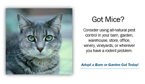 barn cat adoption near me