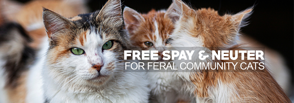Stop Community Cat Overpopulation with FREE Spay & Neuter