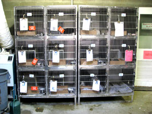 Cat cages at the old shelter